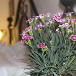 Masseria Tolla 奥斯图尼